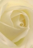 Immersed in this delicately spiraled white rose, you feel as though you are nestled within its bloom, cocooned by soft, cream-tinted petals shaped with loving attention by a Bromley florist. The luminous quality of each fold-light spilling between layers and subtle shadows gathering at the core-evokes peace and reflection, reminiscent of quiet mornings in Kelsey Park. The surface is so fine it seems to whisper with every imagined breath, a symbol of reverence perfect for expressing sympathy, admiration, or marking the hopeful start of a new chapter. This close perspective honors not just the flower's tranquil beauty but the thoughtful expertise behind every arrangement created for Bromley's residents. The gentle, sweet scent-barely there yet unforgettable-mirrors the understated, meaningful gestures exchanged daily across this welcoming borough, where every bouquet tells a story rooted in local tradition and heartfelt care.